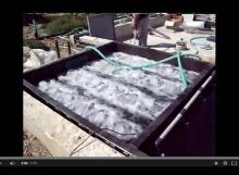 Packaged STP Video